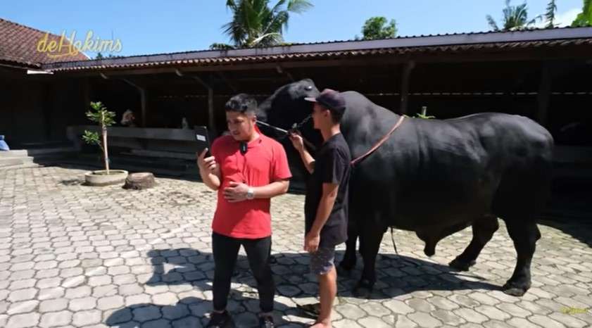 Sapi Kurban Irfan Hakim