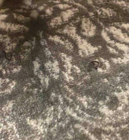 Ibu-ibu temukan ular di karpet.