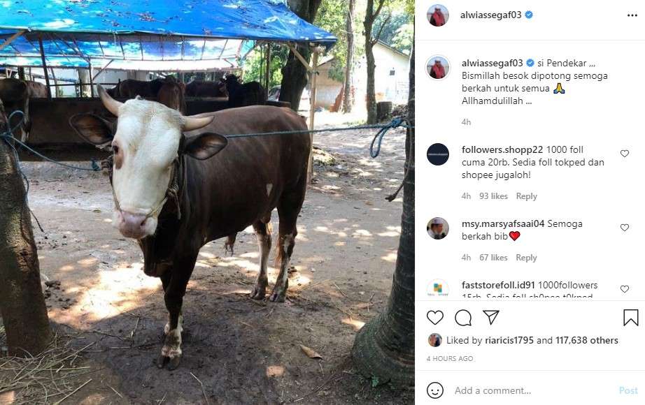 Sapi Alwi Yoshida Assegaf Sapi Alwi Yoshida Assegaf