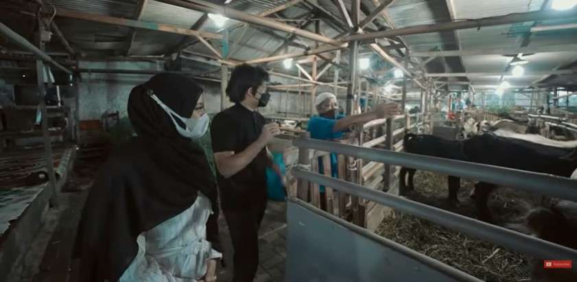 Aurel Hermansyah borong 23 kambing