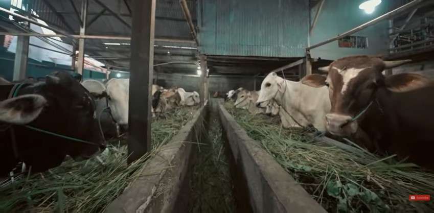 Atta Halilintar borong satu kandang sapi