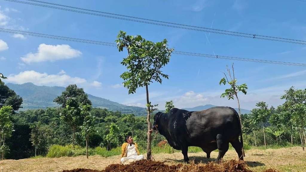 Irfan Hakim Persiapkan Sapi 1,3 Ton untuk Kurban