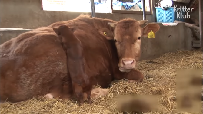 Video Anak Anjing Sedih Ditinggal Seekor Sapi