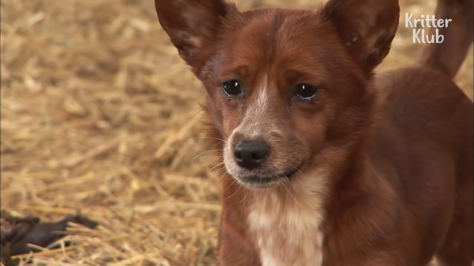 Tak Mau Berpisah, Anak Anjing Lari Mengejar Si Sapi