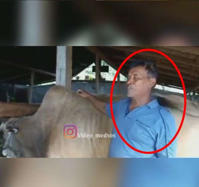 Serangan sapi