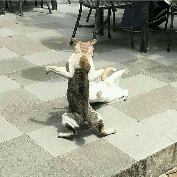 Dua kucing berkelahi di restoran.