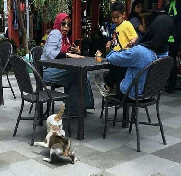 Ibu dan anaknya terkejut lihat dua kucing berkelahi di dekatnya.