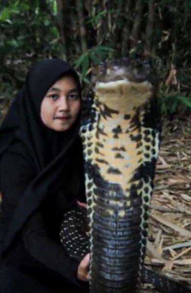 Heboh gadis Bandung main sama King Kobra 4 Meter.