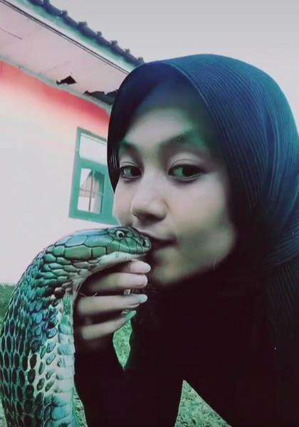 Tanpa rasa takut, Icha mencium king kobra peliharaannya.