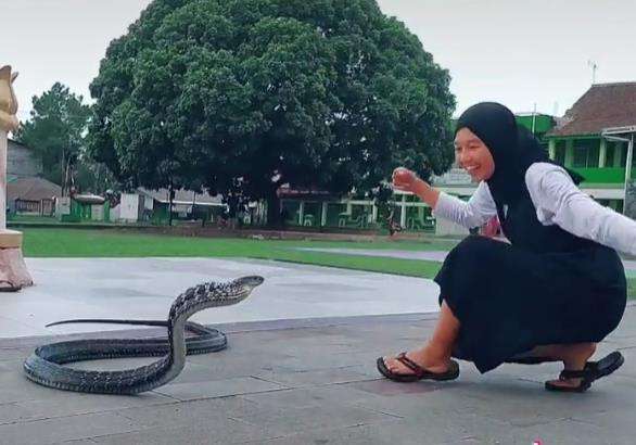 Bermain dengan king kobra sudah biasa bagi Icha.