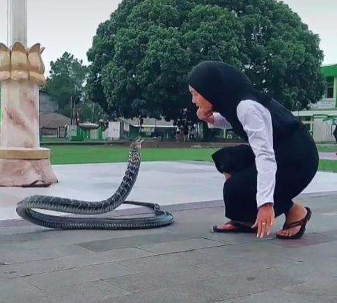Netizen merasa ngeri lihat Icha bermain sama king kobra.