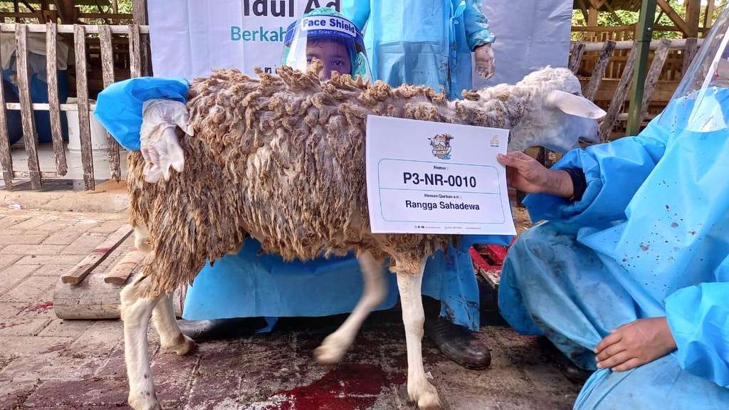 Penyaluran Qurban BSMU