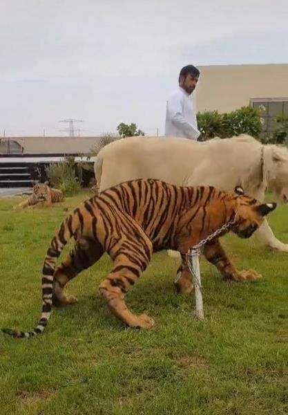 Viral pria Arab pelihara singa dan harimau kaya kucing.