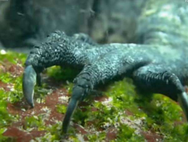 Binatang mirip Godzilla punya cakar panjang yang menakutkan.