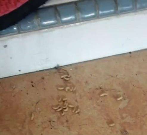 Ratusan ulat selalu muncul depan pintu rumahnya.