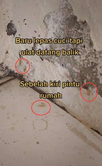 Tembok dan lantai sudah dibersihkan, ulat-ulat itu muncul lagi.