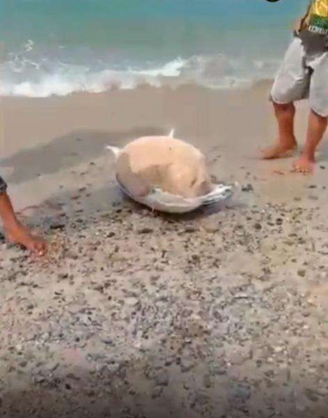 Banyak yang yakin itu memang batu apung, bukan batu ajaib.