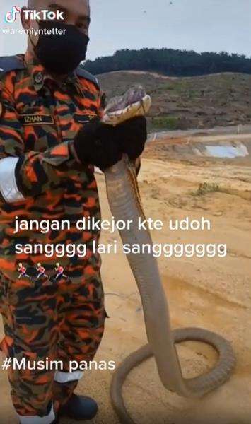 King kobra raksasa, lebih besar dari Garaga.