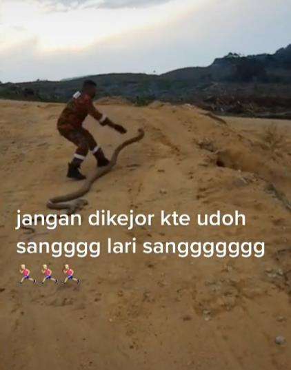 King kobra dilempar ke tanah.