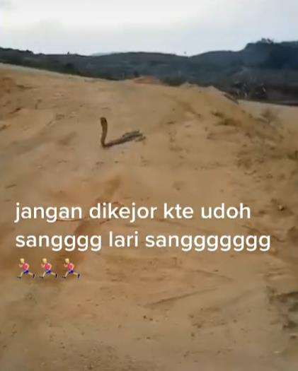 King kobra malah mau balik menyerang.