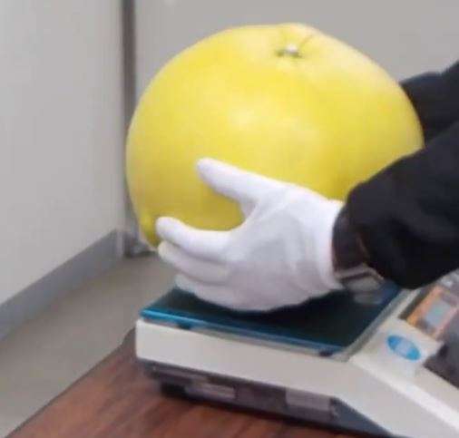 Buah pomelo