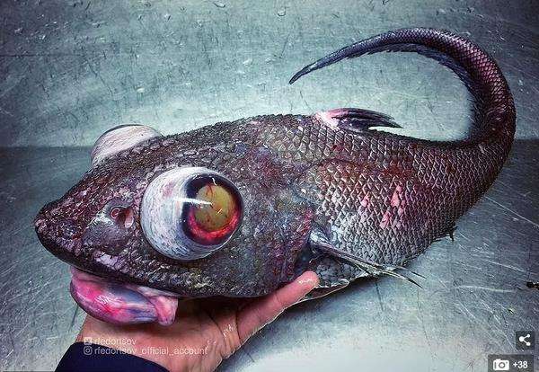 Ikan aneh dari kedalaman laut 1000 meter.