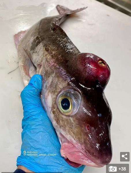 Ikan aneh dari kedalaman laut 1000 meter.