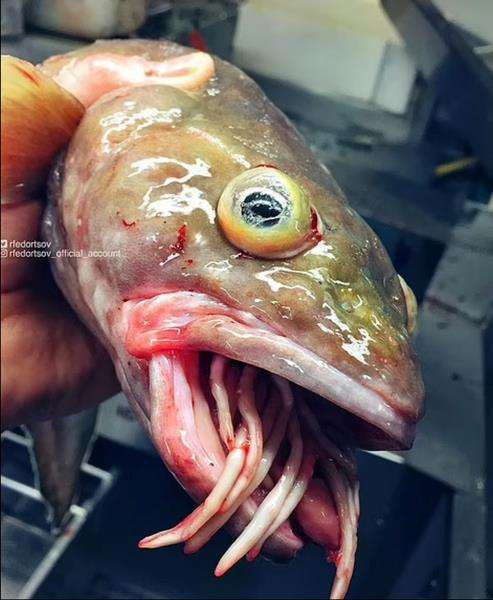 Ikan aneh dari kedalaman laut 1000 meter.