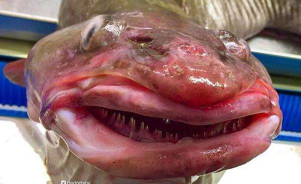 Ikan aneh dari kedalaman laut 1000 meter.