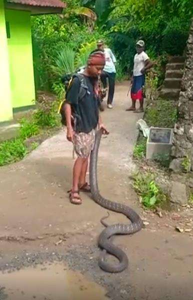 Remaja Wonosobo tangkap ular king kobra sepanjang 4 meter.