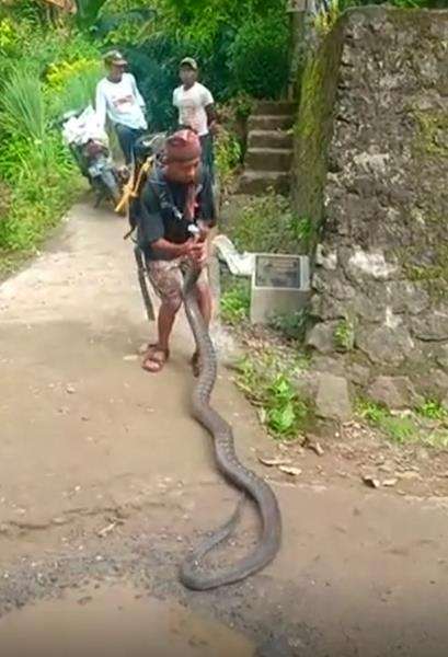 Remaja Wonosobo tangkap ular king kobra sepanjang 4 meter.