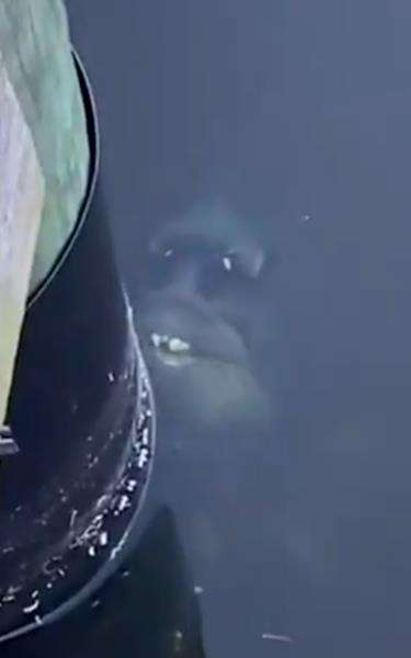 Ikan aneh dari laut dalam, punya gigi tonggos mirip manusia.