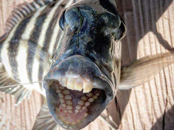 Ikan aneh dari laut dalam, punya gigi tonggos mirip manusia.