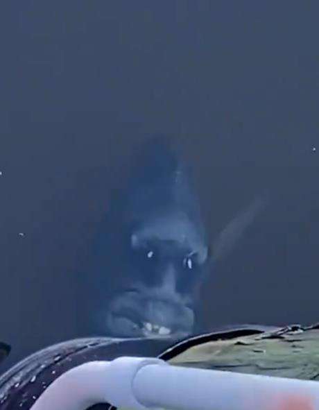 Ikan aneh dari laut dalam, punya gigi tonggos mirip manusia.