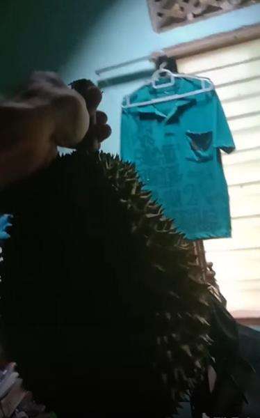 Momen ngakak, dapat rezeki ketiban durian runtuh yang sebenarnya.