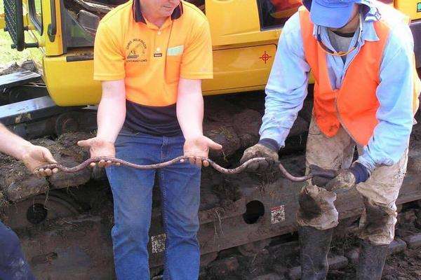 Kedalaman lubang cacing tanah Gippsland raksasa hingga 1,5 meter.