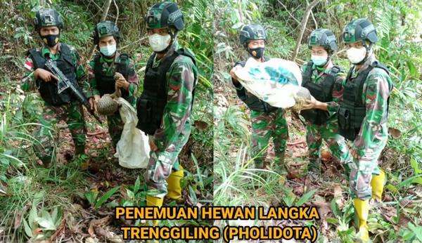 Penemuan tenggiling di perbatasan RI-Malaysia.