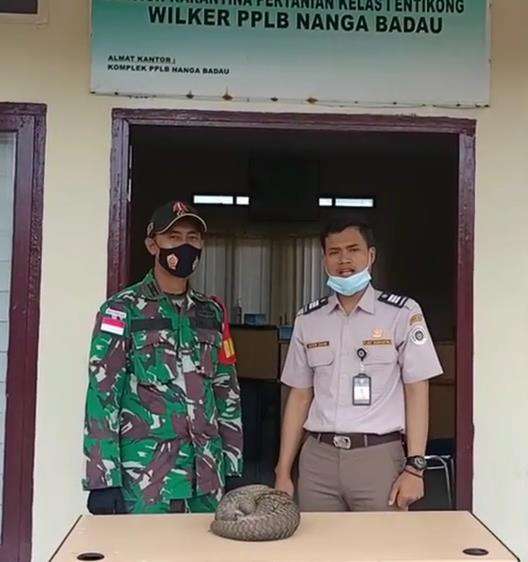 Penemuan tenggiling di perbatasan RI-Malaysia.
