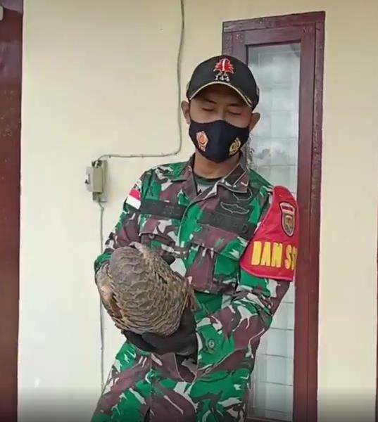 Penemuan tenggiling di perbatasan RI-Malaysia.