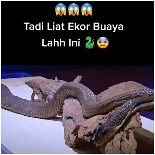 Seekor Ular di Dalam Mistery Box