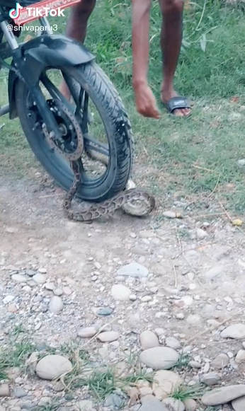 Video Viral