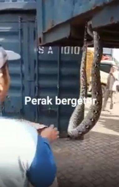 Diperkirakan ular python jenis sanca kembang atau sawah.