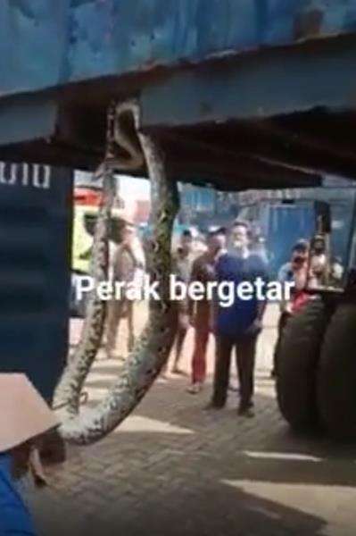 Penemuan ular python raksasa di Tanjung Perak Surabaya.