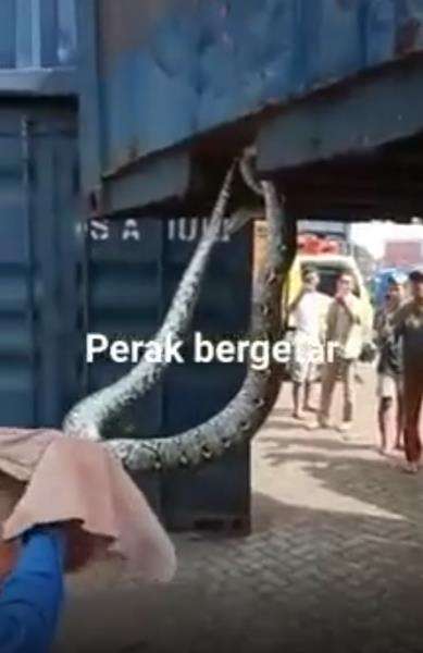 Penemuan ular python raksasa di Tanjung Perak Surabaya.