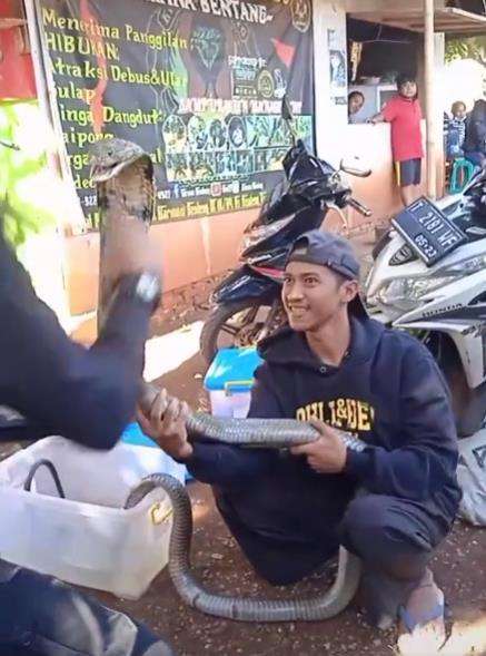 Detik-detik nyaris dipatuk king kobra.