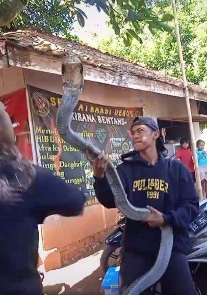 Dua pria joget bareng king kobra.