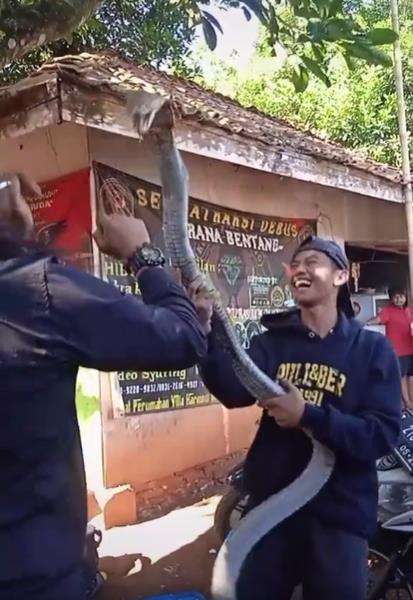 Detik-detik nyaris dipatuk king kobra.