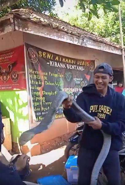 Detik-detik nyaris dipatuk king kobra.