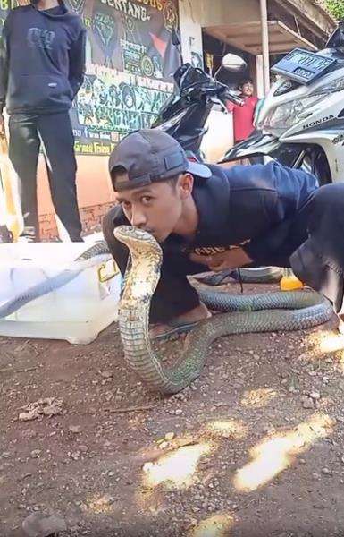 Detik-detik nyaris dipatuk king kobra.