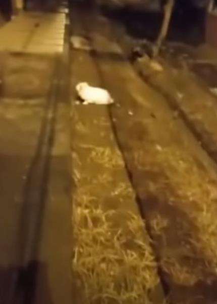 Seram, penampakan hantu sepasang kaki tanpa tubuh berlari malam-malam.